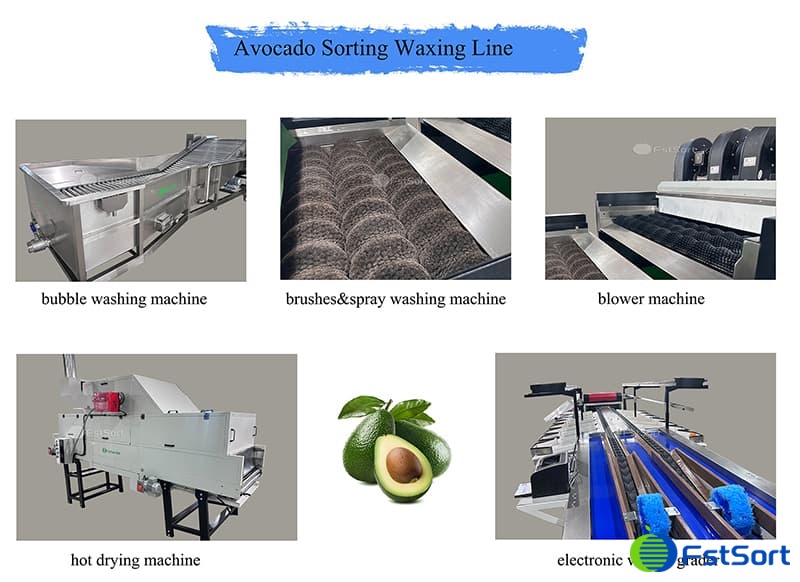 images/1734593676817avocado sorting grading line.jpg